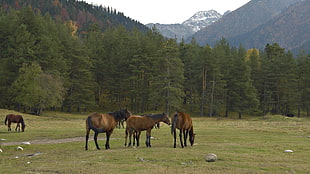 brown horse, horse, forest, animals, nature