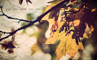 orange leaf, leaves, fall, quote, nature HD wallpaper