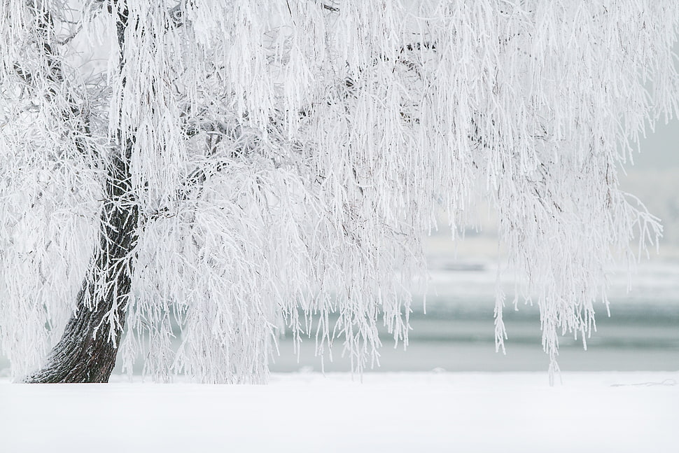 white winter cherry blossom during snow HD wallpaper