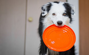 adult white and black border collie bite orange plastic plate close-up photography HD wallpaper