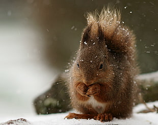 selective focus of brown squirrel during snow daytime HD wallpaper