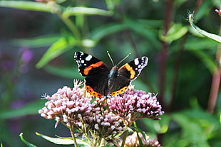 black and orange butterfly, butterfly, flowers, violet, green HD wallpaper