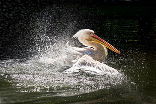 Australian White Pelican on water during daytime HD wallpaper