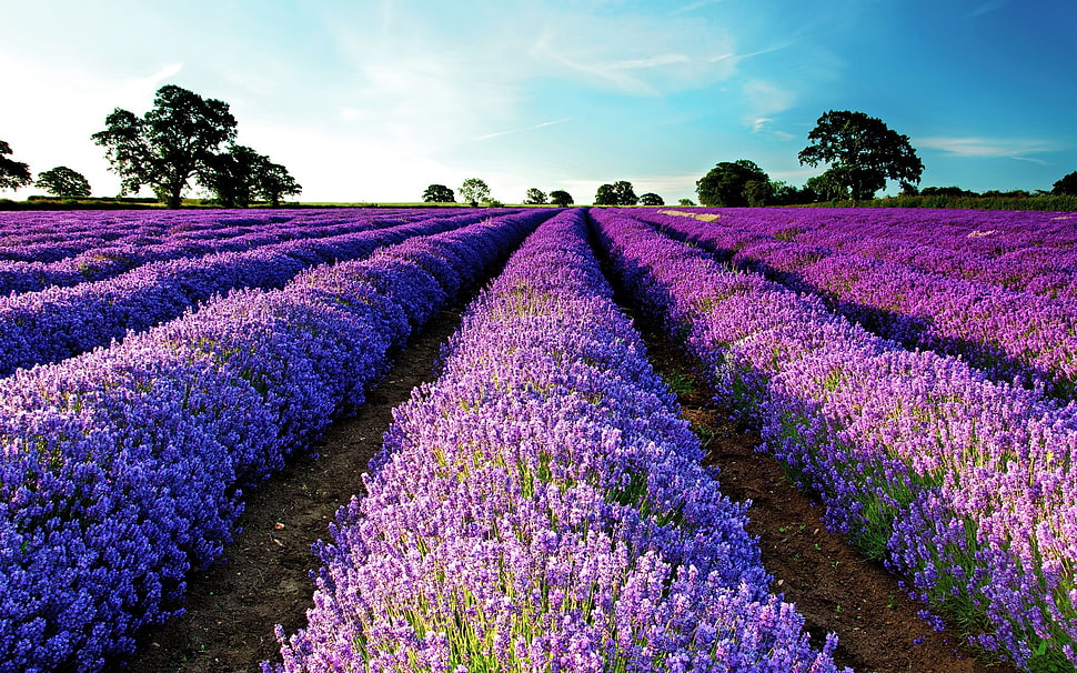 lavender field, lavender, field, purple flowers, flowers HD wallpaper