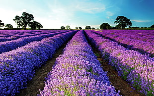 lavender field, lavender, field, purple flowers, flowers