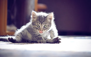photo of kitten