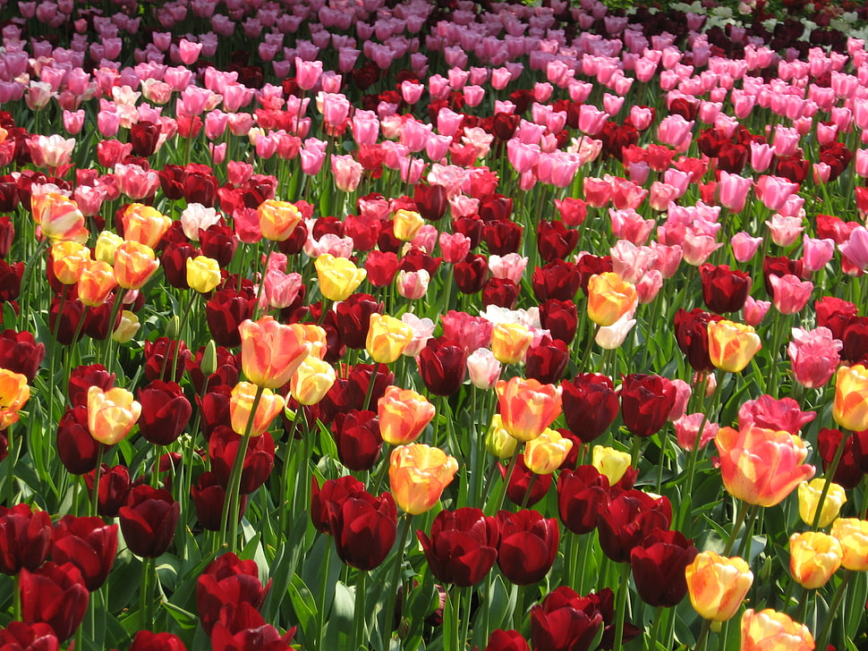 field of red, yellow, and pink flowers, tulips HD wallpaper