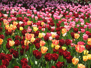 field of red, yellow, and pink flowers, tulips HD wallpaper