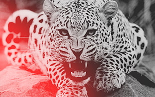 grayscale photo of Leopard