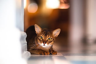 cat prone lying on floor