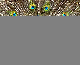 closeup photo of peacock HD wallpaper