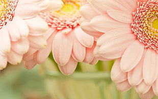shallow photography on pink flowers during daytime