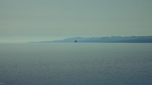 black bird, birds, sea, flying, filter HD wallpaper