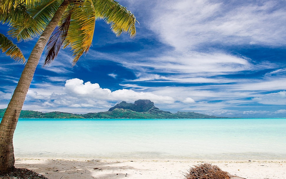 seashore near coconut tree, landscape, nature, Bora Bora, palm trees HD wallpaper