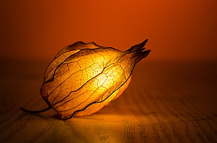 brown leaf with light inside