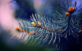 close up photography of needle leaf plant