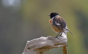 close up focus photography of brown and black bird on branch during daytime, stonechat