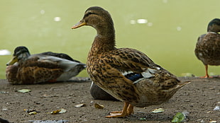 three gray ducks standing on brown soil HD wallpaper