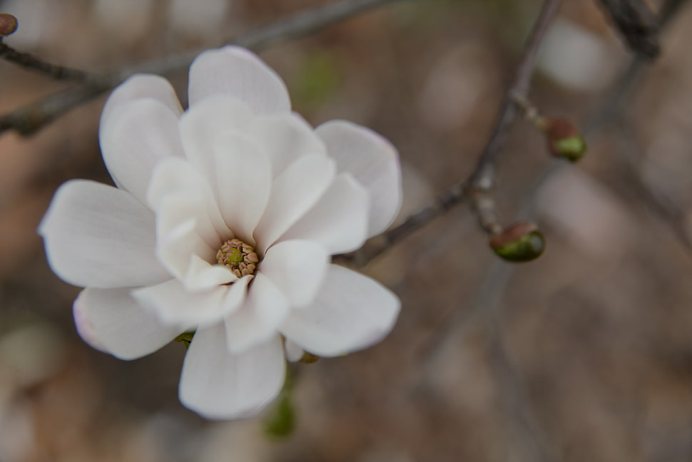 white petaled flower, Flower, Bud, Blur HD wallpaper