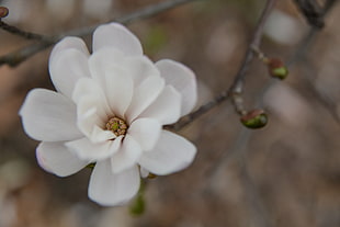 white petaled flower, Flower, Bud, Blur