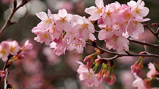 Cherry blossoms selective focus photo