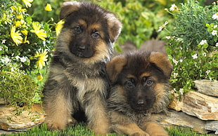 two brown and black long-coated puppies