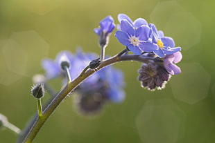 purple Forget me Not flowers in bloom close-up photo HD wallpaper