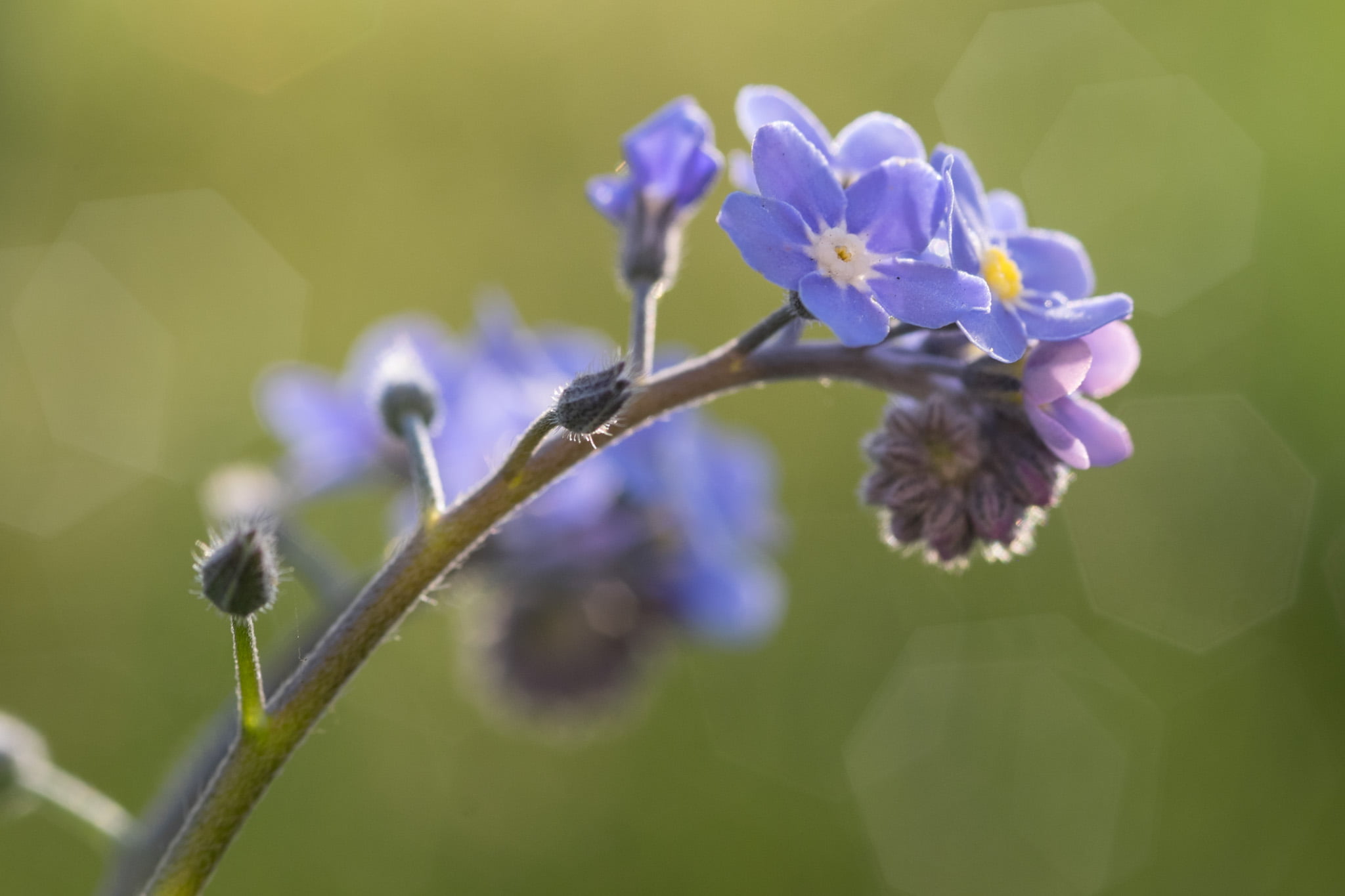 Purple Forget Me Not Flowers In Bloom Close Up Photo Hd Wallpaper Wallpaper Flare