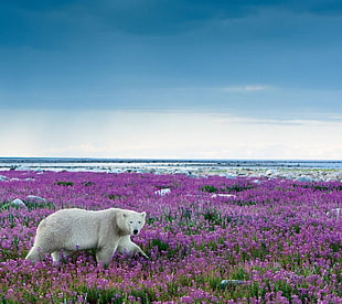 white bear, nature