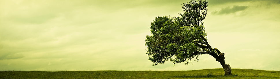 green tree photography during day time HD wallpaper