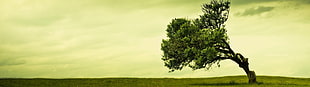 green tree photography during day time