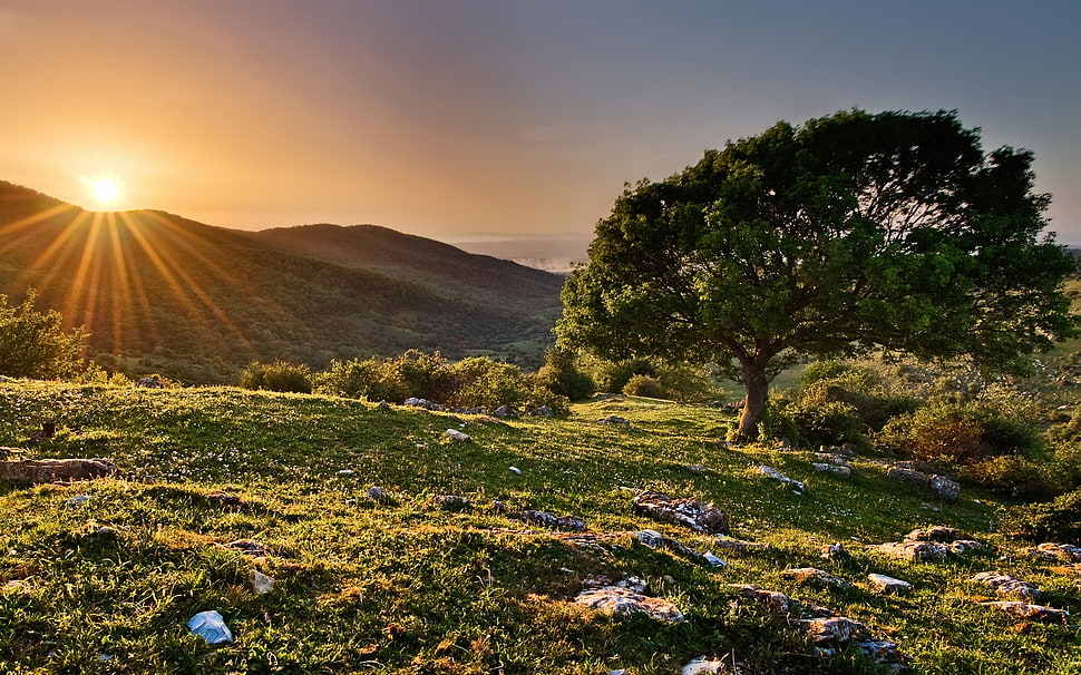 green tree during sunset photography HD wallpaper