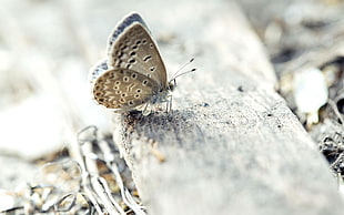 silver studded blue Butterfly in closeup photography HD wallpaper