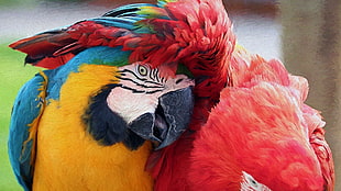 red, blue, and yellow bird, macaws, parrot, birds