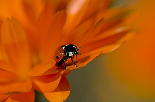 selective focus of ladybug on orange petal flower