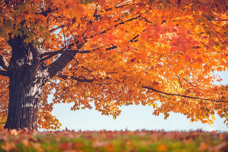 maple leaf, trees, leaves, fall HD wallpaper