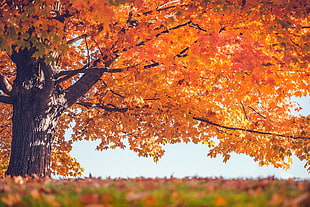 maple leaf, trees, leaves, fall