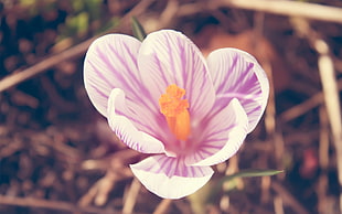 shallow focus photography of pink Crocus flowers