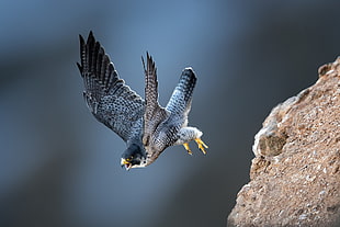gray and black eagle, photography, animals, birds, bird of prey HD wallpaper