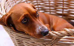 adult red dachshund in basket