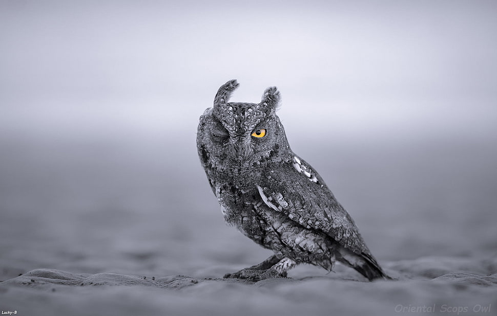 gray owl, animals, owl, wink, closeup HD wallpaper