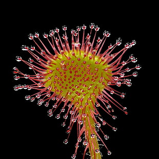selective focus photo of flower stamen with waters, drosera rotundifolia