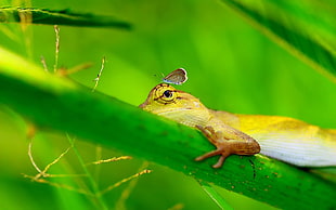 close-up photography of black butterfly on green lizard