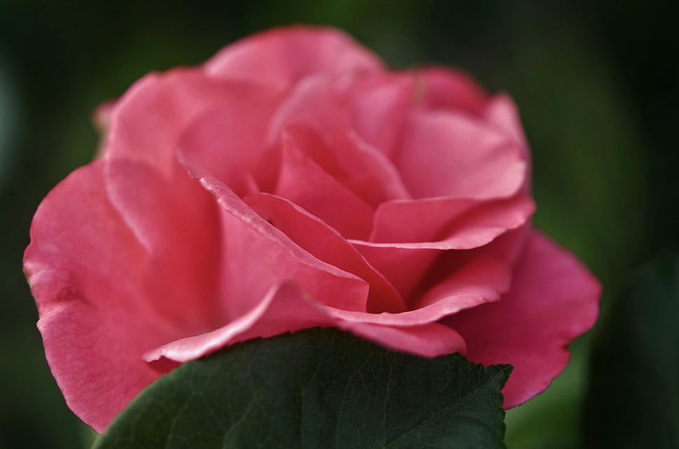 micro photography of fully bloomed pink rose HD wallpaper
