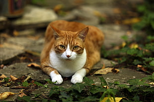 orange tabby cat lying on gray concrete floor, chats