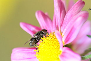 Horsefly perching on pink cluster flower