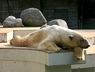 photo of white polar bear laying on ground