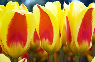 yellow tulips close up camera shot