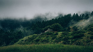 grassland on forest covered by fog