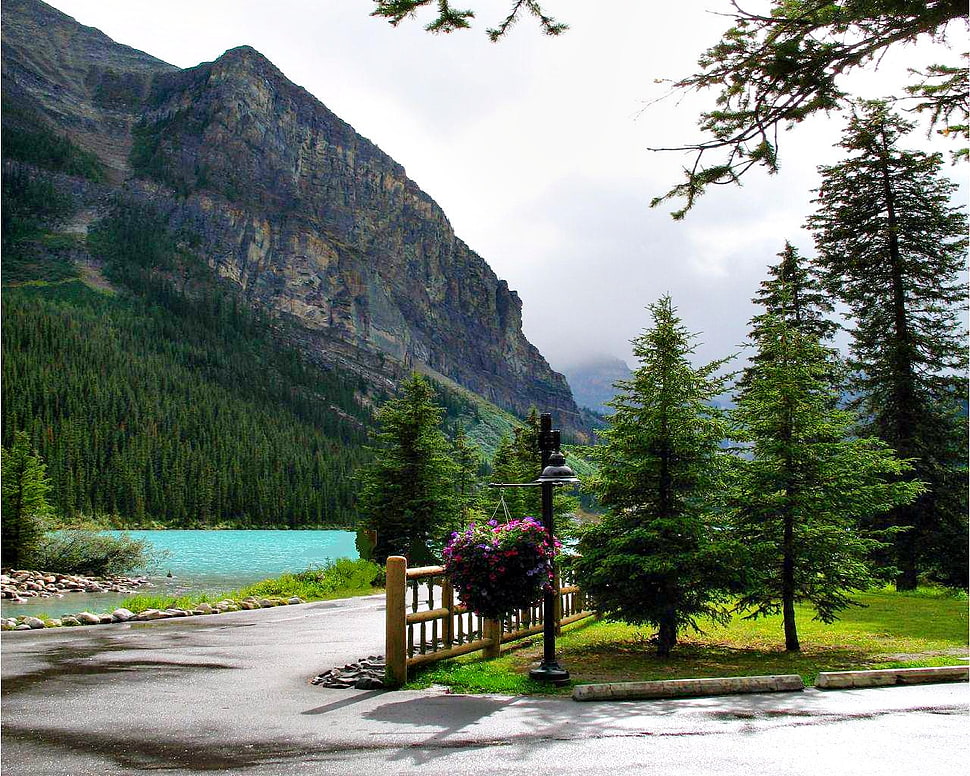green pine trees, landscape HD wallpaper